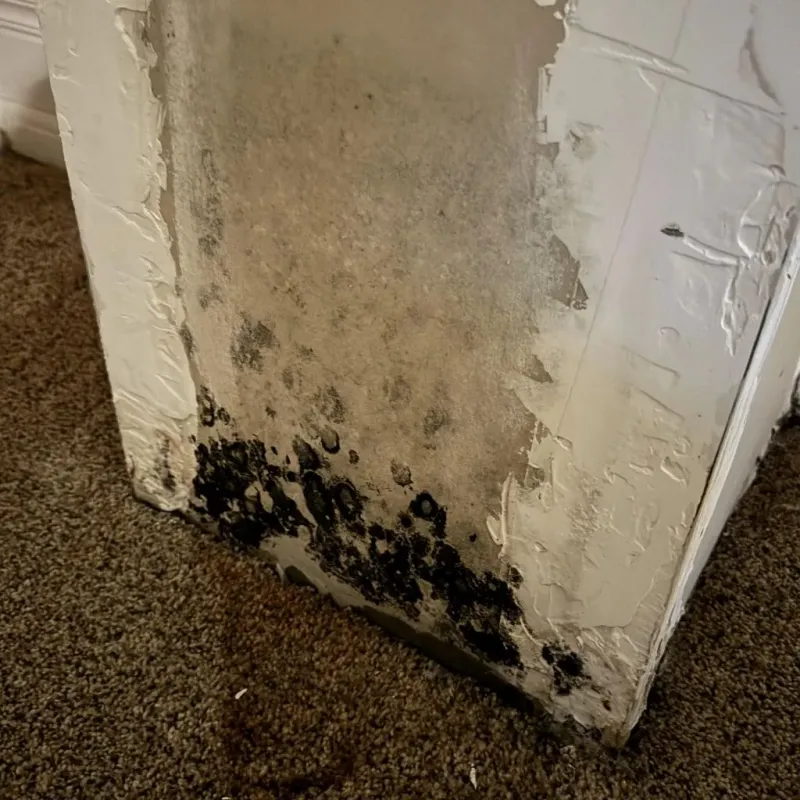 Professional Mold Removal in Westphalia, MD